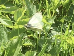 Rapssommerfugl (Pieris napi)