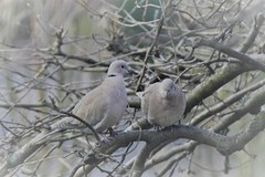 Tyrkerdue (Streptopelia decaocto)