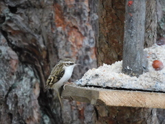 Trekryper (Certhia familiaris)