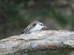 Trekryper (Certhia familiaris)