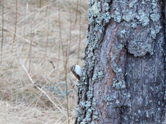 Trekryper (Certhia familiaris)