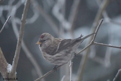 Brunsisik (Carduelis cabaret)