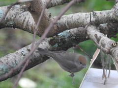 Munk (Sylvia atricapilla)