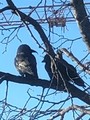 Kaie (Corvus monedula)