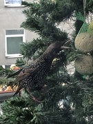 Stær (Sturnus vulgaris)