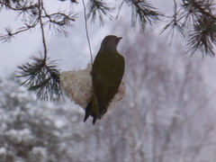 Grønnspett (Picus viridis)