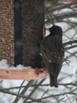 Stær (Sturnus vulgaris)