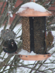 Stær (Sturnus vulgaris)