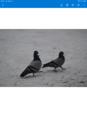 Bydue (Columba livia domestica)