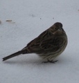 Gulspurv (Emberiza citrinella)