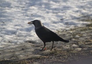 Kaie (Corvus monedula)