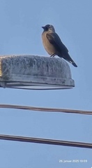 Kaie (Corvus monedula)