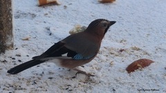 Nøtteskrike (Garrulus glandarius)