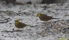 Gulspurv (Emberiza citrinella)