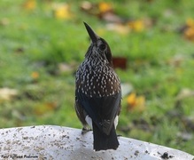 Nøttekråke (Nucifraga caryocatactes)