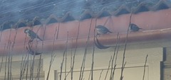 Gråspurv (Passer domesticus)