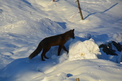 Rødrev (Vulpes vulpes)