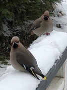 Sidensvans (Bombycilla garrulus)