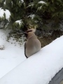 Sidensvans (Bombycilla garrulus)