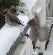 Sidensvans (Bombycilla garrulus)