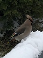 Sidensvans (Bombycilla garrulus)