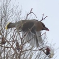 Sidensvans (Bombycilla garrulus)