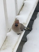 Sidensvans (Bombycilla garrulus)