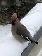 Sidensvans (Bombycilla garrulus)