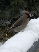 Sidensvans (Bombycilla garrulus)