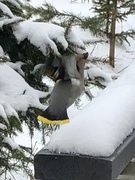 Sidensvans (Bombycilla garrulus)