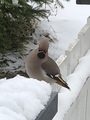 Sidensvans (Bombycilla garrulus)