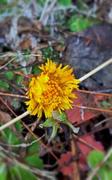 Hestehov (Tussilago farfara)