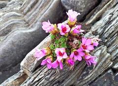 Rødsildre (Saxifraga oppositifolia)