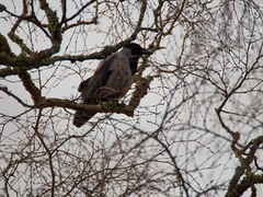 Kråke (Corvus cornix)