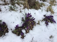 Krokusslekta (Crocus)