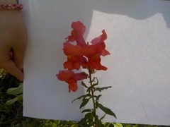 Løvemunnslekta (Antirrhinum)