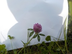 Rødkløver (Trifolium pratense)