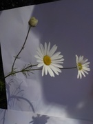 Prestekrage (Leucanthemum vulgare)