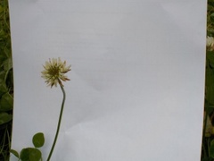 Hvitkløver (Trifolium repens)