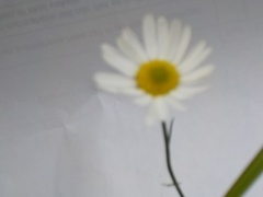 Prestekrage (Leucanthemum vulgare)