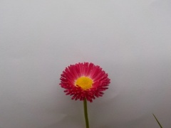 Tusenfryd (Bellis perennis)