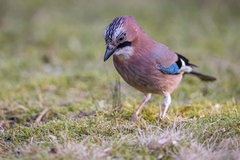 Nøtteskrike (Garrulus glandarius)