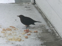 Kaie (Corvus monedula)