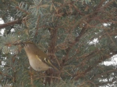 Fuglekonge (Regulus regulus)