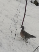 Bydue (Columba livia domestica)