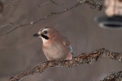 Nøtteskrike (Garrulus glandarius)