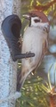 Pilfink (Passer montanus)