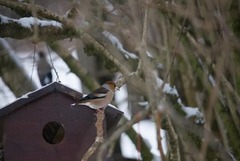 Kjernebiter (Coccothraustes coccothraustes)