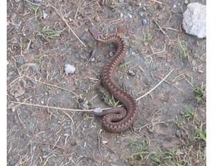 Hoggorm (Vipera berus)