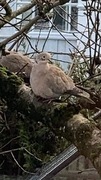 Tyrkerdue (Streptopelia decaocto)